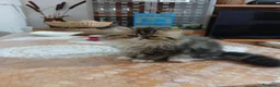 Persiano gatti in vendita: gatti persiani - Annuncio 2