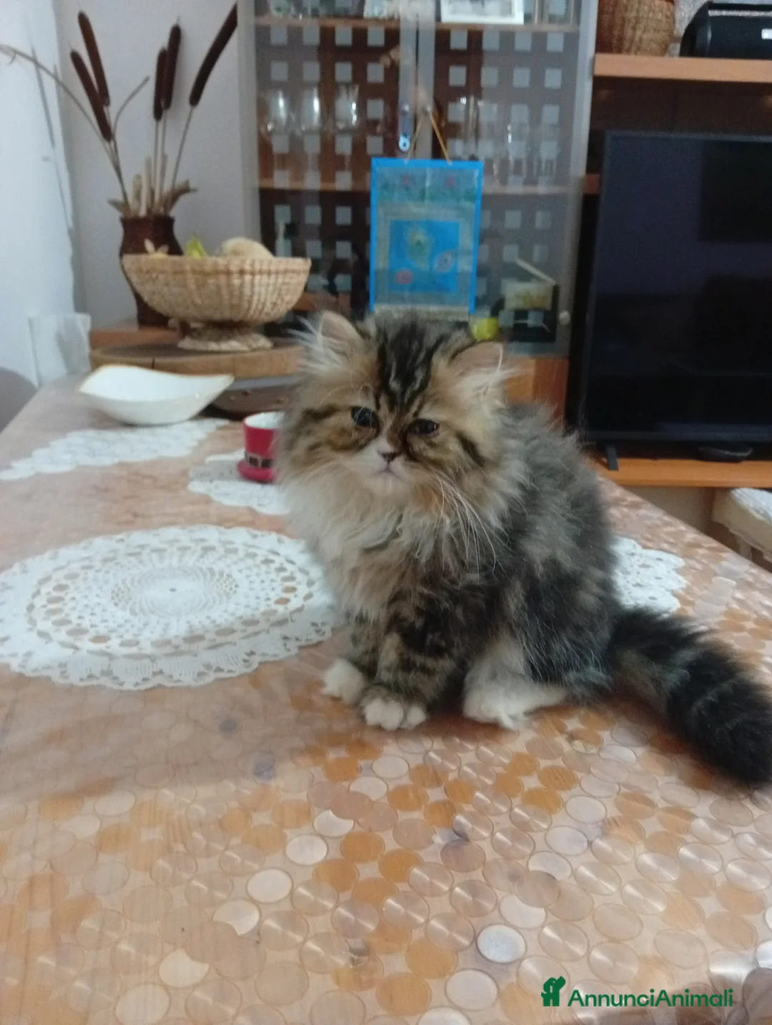Persiano gatti in vendita: gatti persiani - Annuncio 2