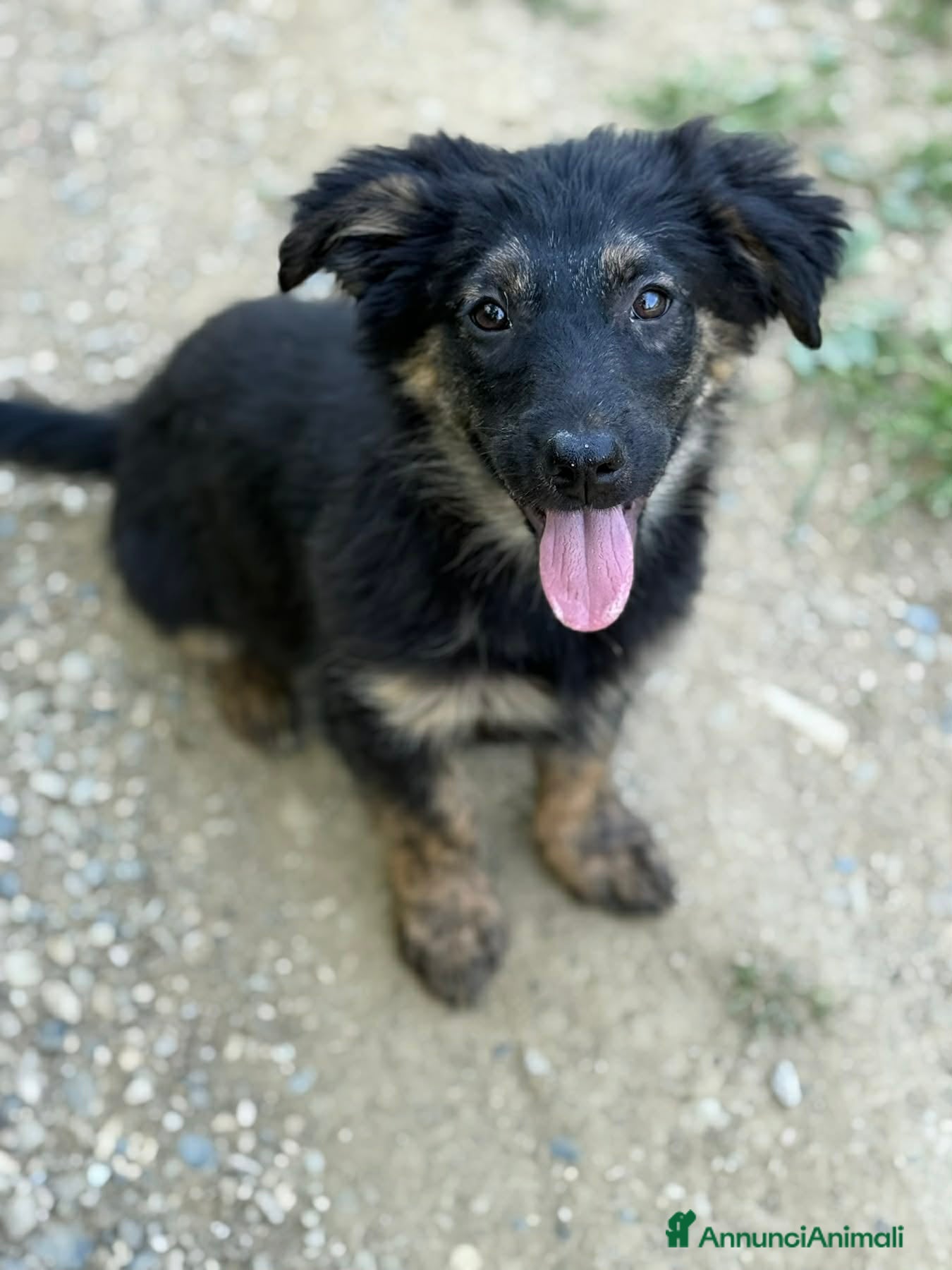 Meticcio cani in regalo: VANA, cucciola coccolosissima! TG MEDIO PICCOLA - Annuncio 3