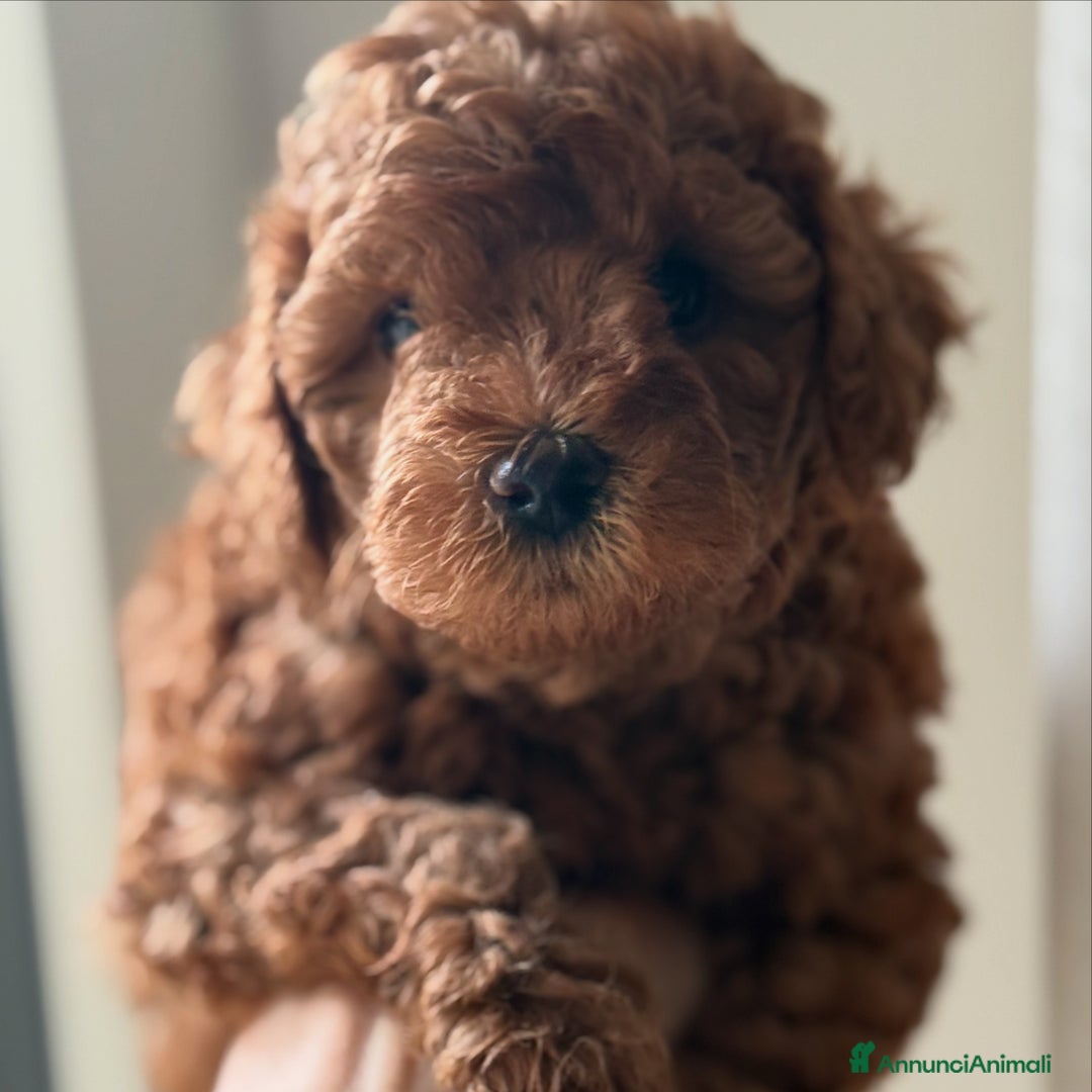 Barboncino cani in vendita: Barboncino piccolo nanetto  - Immagine 1