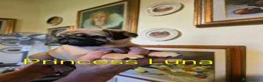 Princess Luna - Non più disponibile