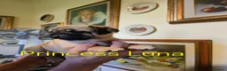 Carlino cani in vendita: Cuccioli di carlino con pedigree (1800€ - 2500€) - Annuncio 3