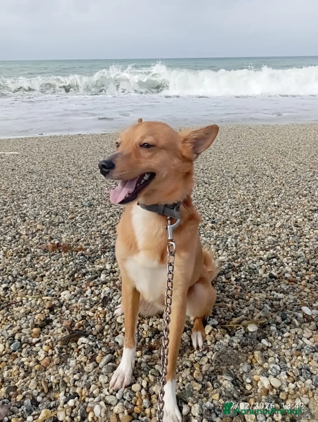 Meticcio cani in regalo: NINA TAGLIA PICCOLA  - Annuncio 3