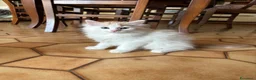 Siberiano gatti in vendita: Noralee gattina siberiana ipoallergenica - Annuncio 8