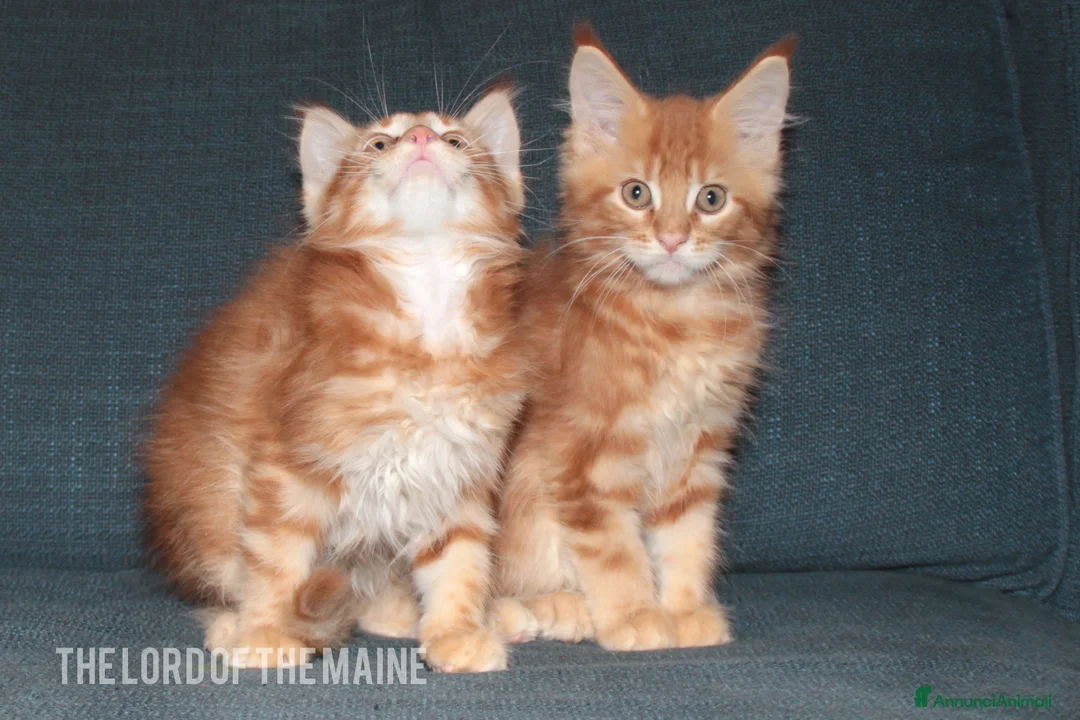 Immagine della galleria {{count}}