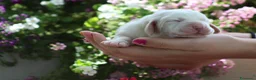 Bassethound cani in vendita: Meravigliosi Cuccioli di Bassethound  - Annuncio 4