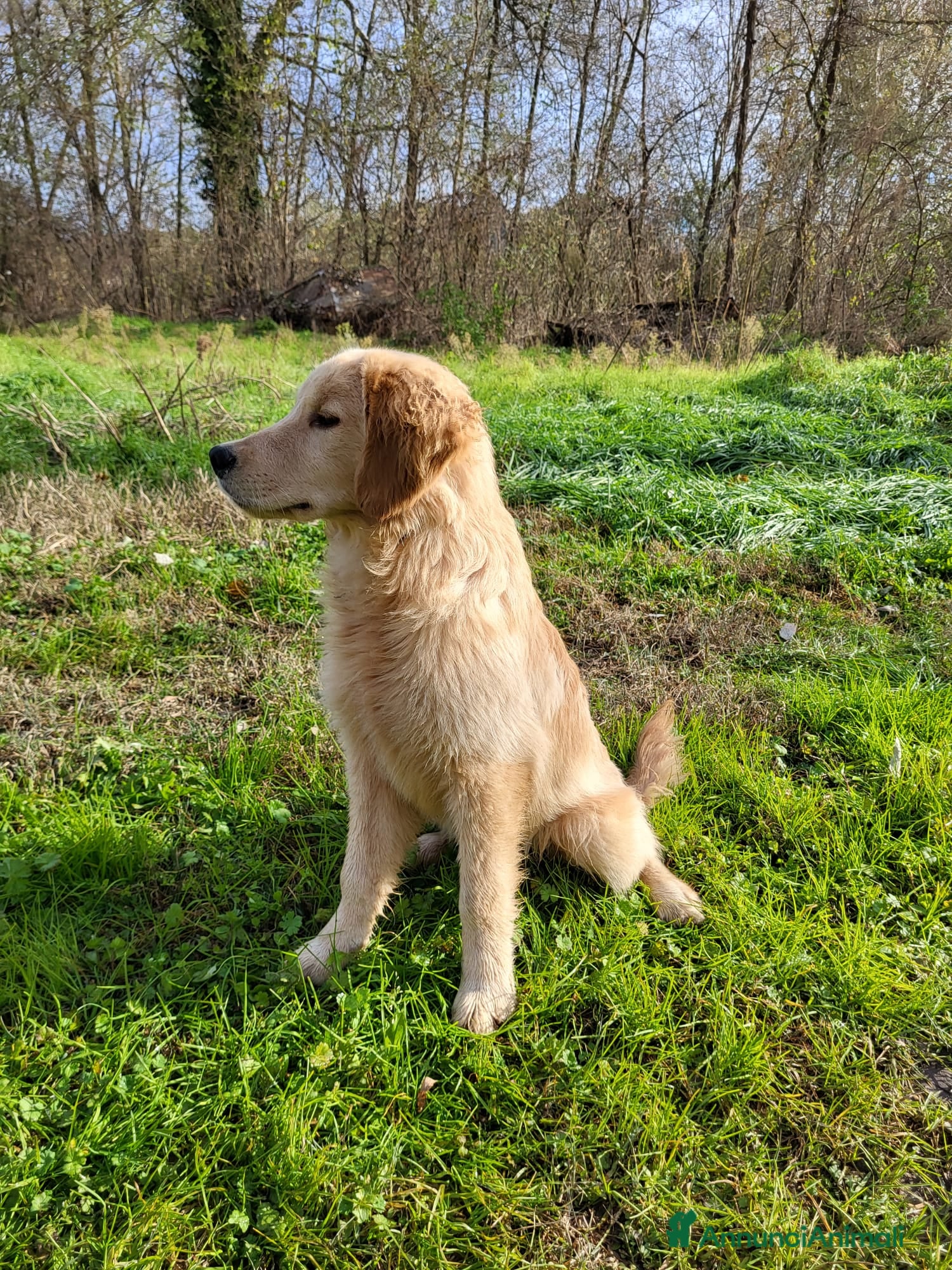 Golden Retriever cani Bellissimi Golden Retriever a Provincia di Cuneo - Annuncio 6