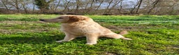 Golden Retriever cani in vendita: Bellissimi Golden Retriever a Provincia di Cuneo - Annuncio 1