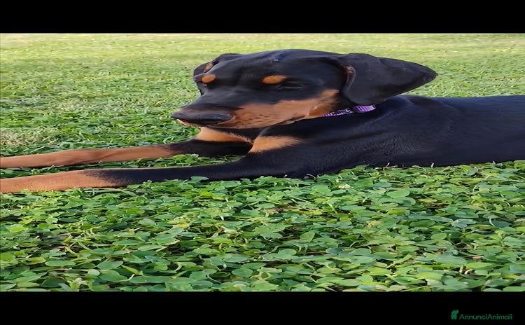 Dobermann cani a Provincia di Ferrara - Annuncio 1