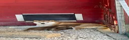 Shiba Inu cani in vendita: SHIBA INU Altissima genealogia cuccioli - Annuncio 5