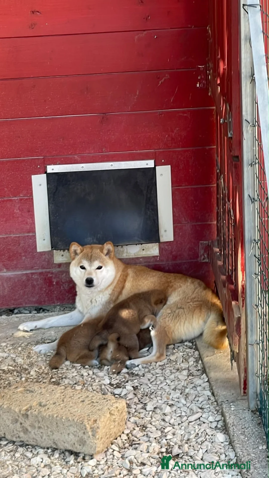 Shiba Inu cani in vendita: SHIBA INU Altissima genealogia cuccioli - Annuncio 5
