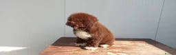 Lagotto cani in vendita: Lagotto Romagnolo  a Provincia di Lecce - Annuncio 7