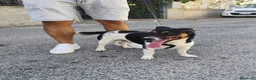 Meticcio cani in regalo: BOBBY mix jack Russell 3 anni - Annuncio 4