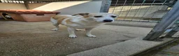 Meticcio cani in regalo: Gerry: equilibrato, docile, socievole  - Annuncio 4