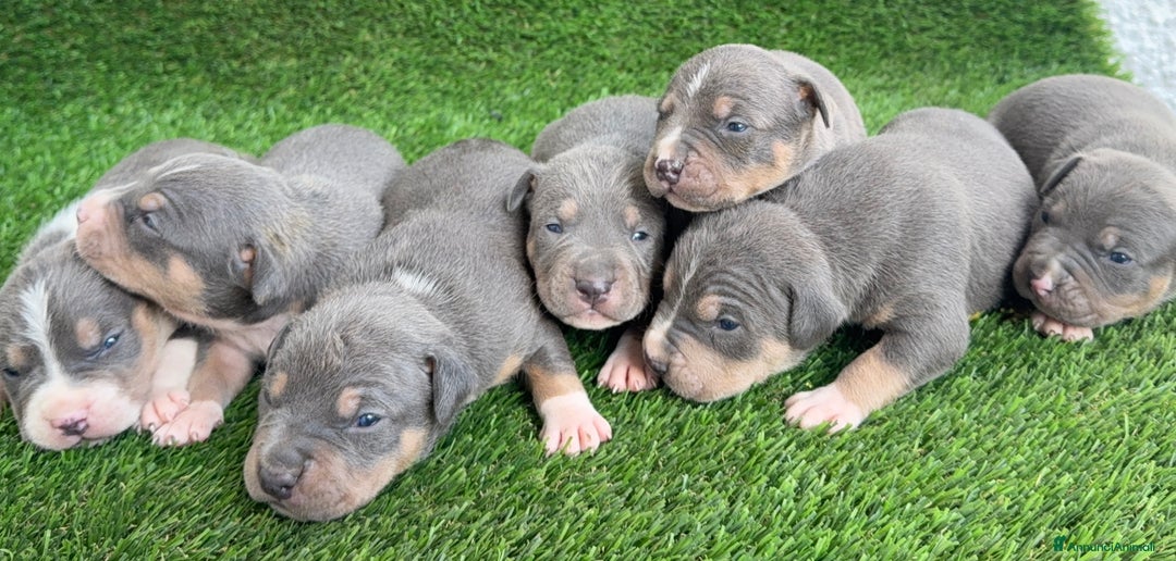 Pitbull cani in vendita: American Pitbull terrier  - Annuncio 8