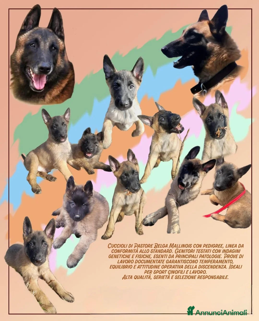 Pastore Belga cani in vendita: Pastore Belga Malinois  - Annuncio 2