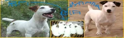 Jack Russell cani in vendita: jack russell terrier - Annuncio 4