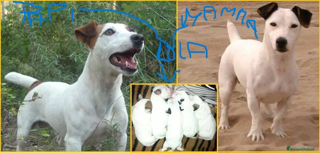 Jack Russell cani in vendita: jack russell terrier - Annuncio 4