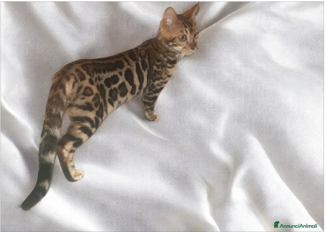 Bengala gatti in vendita: Splendida gattina del Bengala  - Annuncio 1