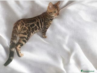 Bengala gatti Splendida gattina del Bengala - Annuncio 25