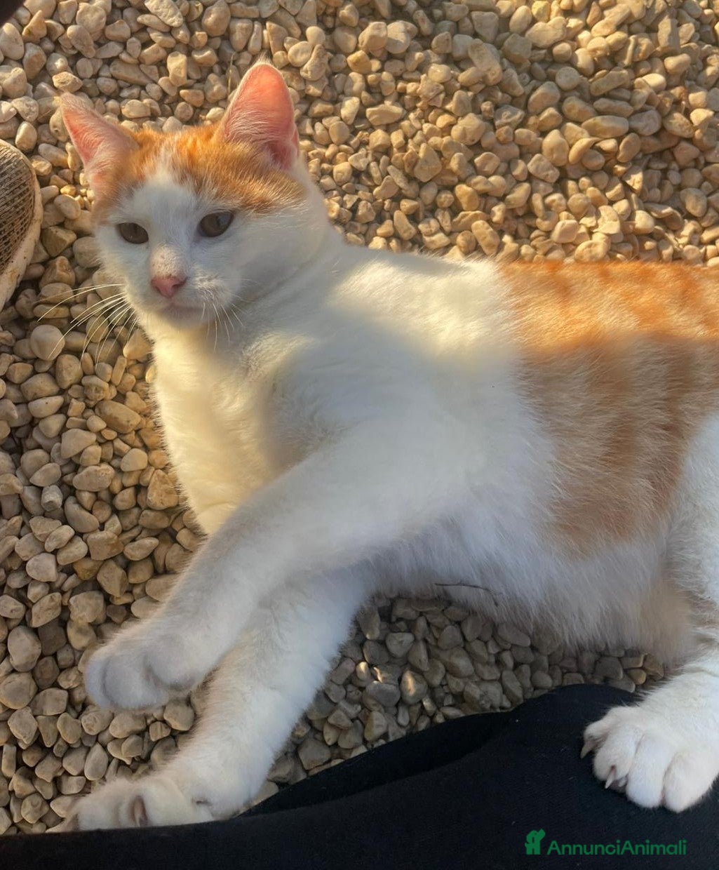 Meticcio cani TENERISSIMO GATTINO - Annuncio 4