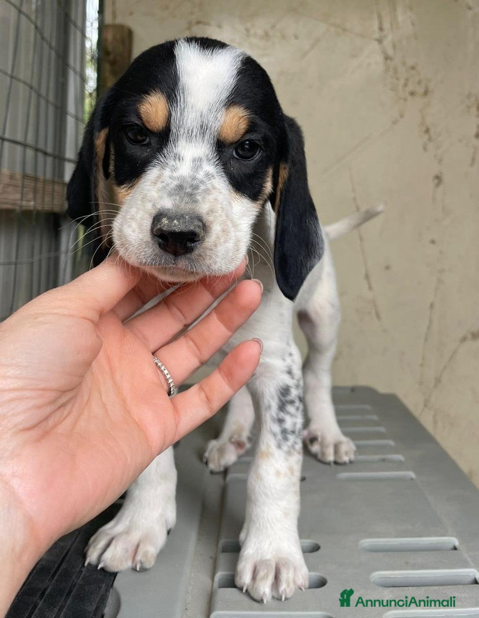 Meticcio cani SOS TENERO APOLLO - Annuncio 6