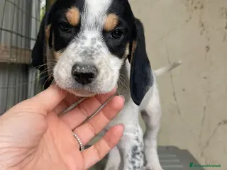 Meticcio cani SOS TENERO APOLLO - Annuncio 6