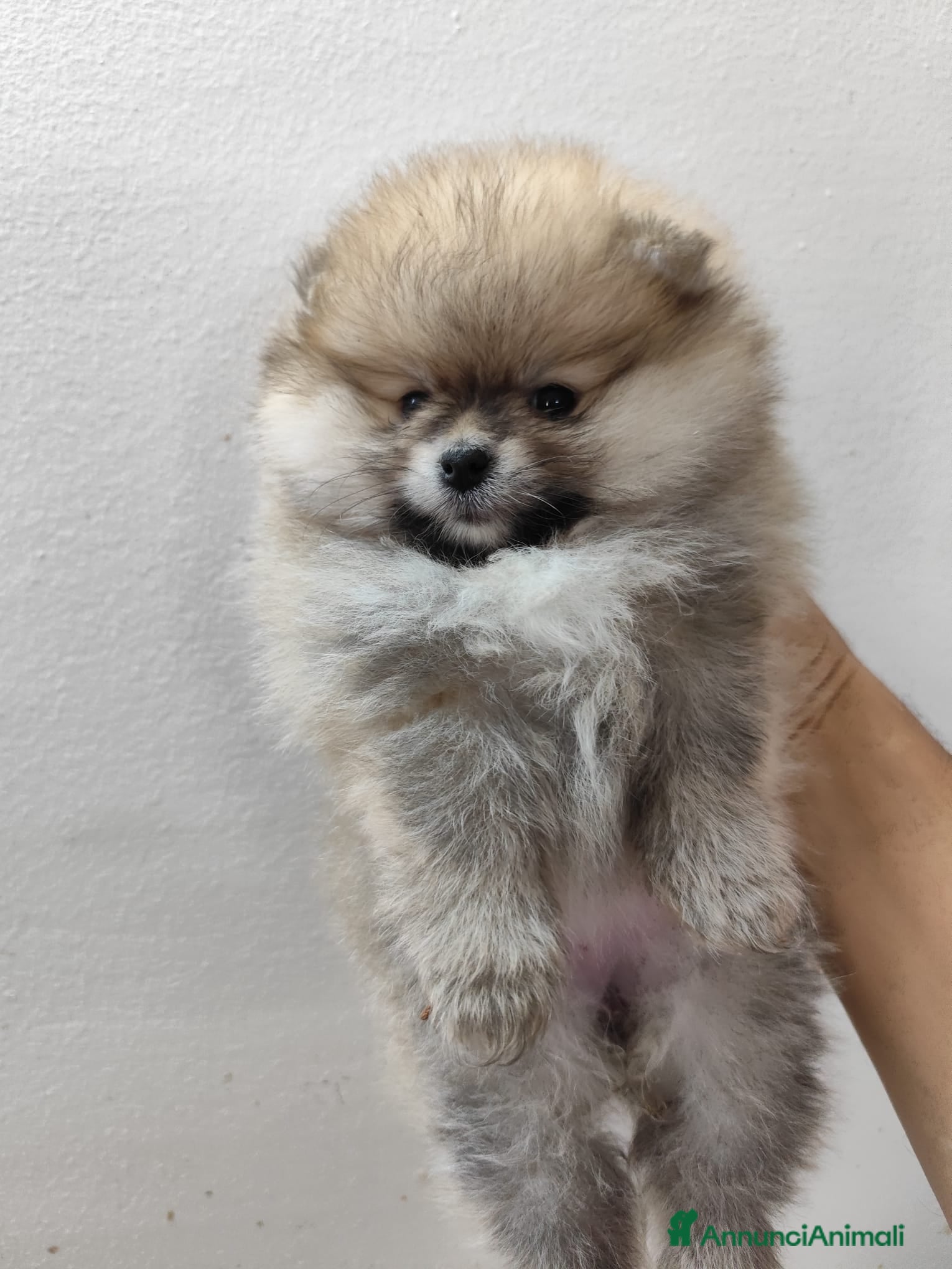 Spitz cani Pomerania - Annuncio 29