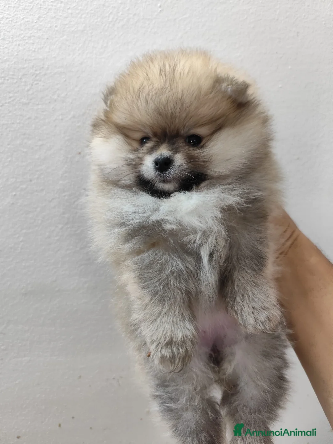 Spitz cani in vendita: Pomerania - Annuncio 1