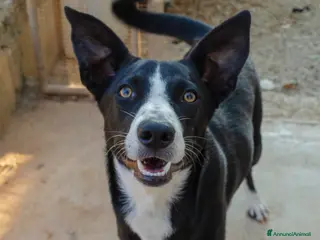 Meticcio cani Luffy - 1 anno - Annuncio 1