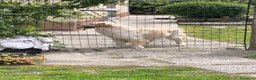 Golden Retriever cani in vendita: Golden retriever con pedigree ENCI  - Annuncio 6