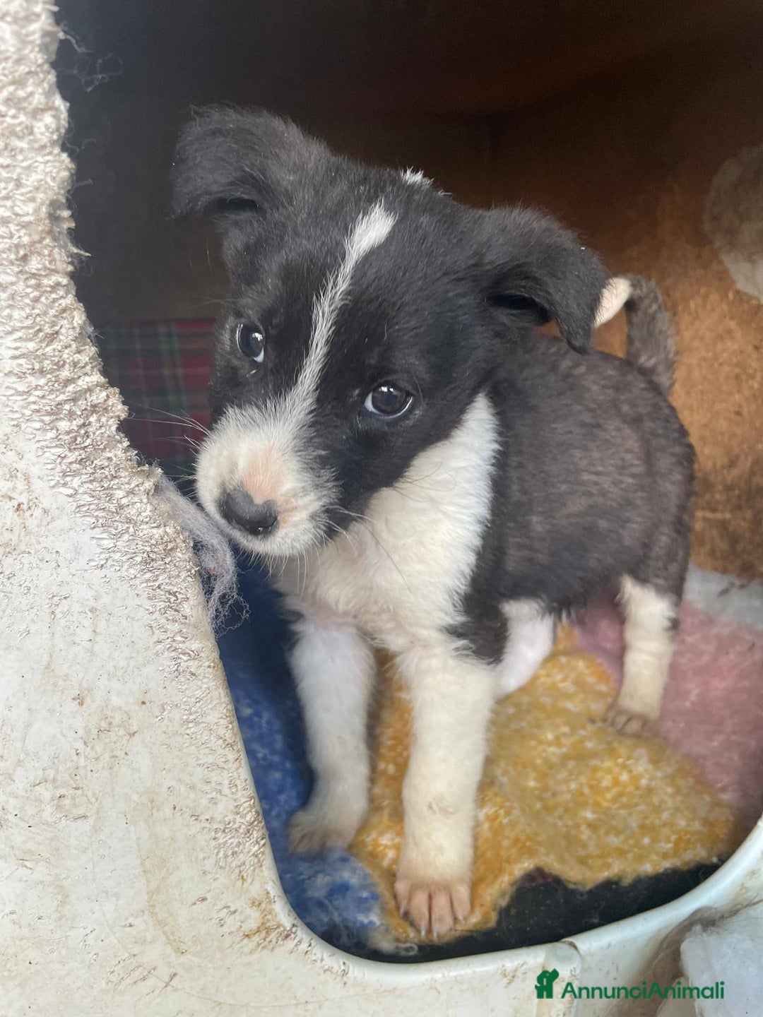 Meticcio cani in regalo: 4 cucciolotti meravigliosi cercano casa - Annuncio 2