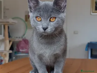 Certosino gatti Certosina di alta genealogia Pedigree Anfi - Annuncio 1