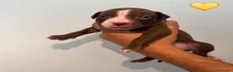 Pitbull cani in vendita: Cuccioli pitbull - Annuncio 9