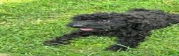 Barboncino cani in vendita: Cucciolo barboncino nano a Provincia di Pisa - Annuncio 5