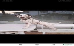 Dalmata cani in vendita: cuccioli dalmata udenti bilaterali a Provincia di Vicenza - Immagine 6
