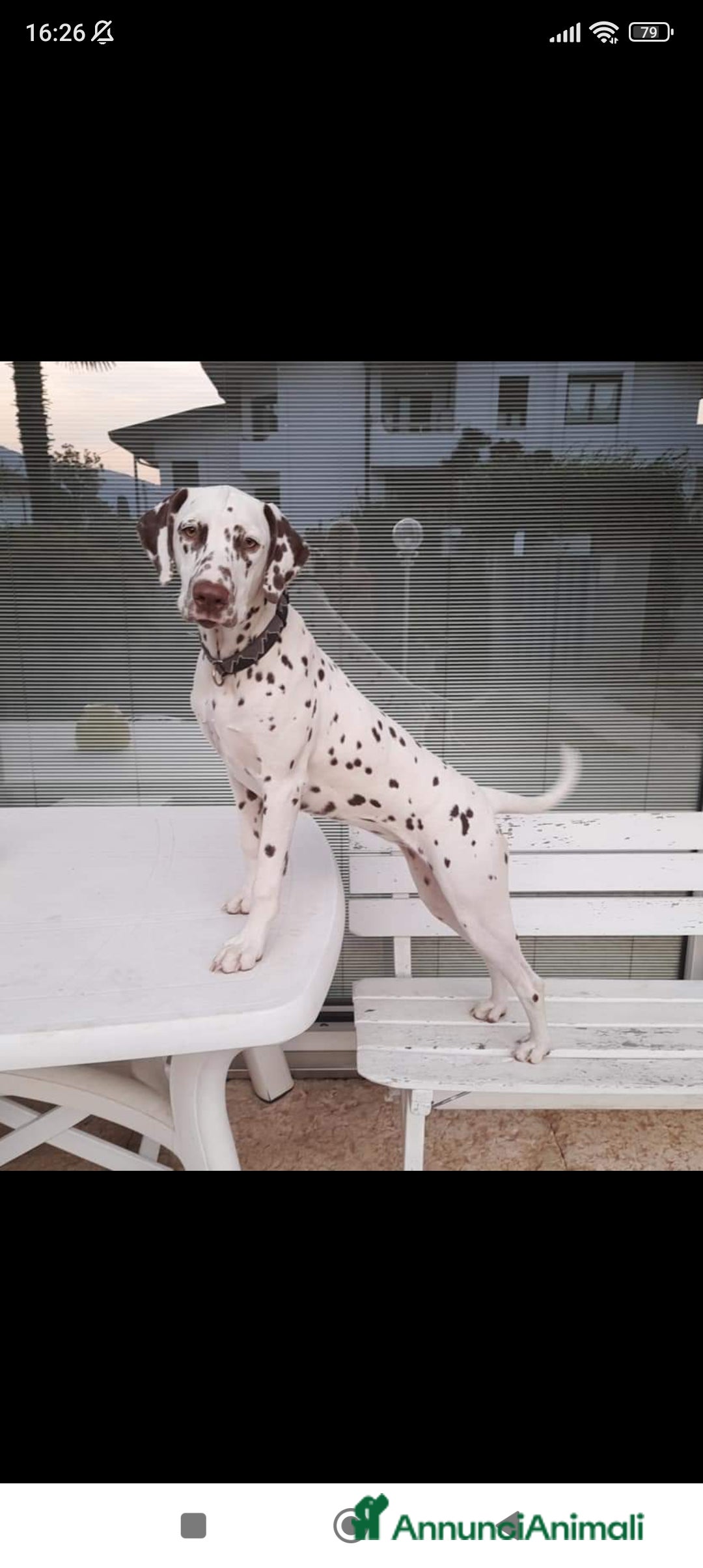 Dalmata cani in vendita: cuccioli dalmata udenti bilaterali a Provincia di Vicenza - Immagine 6