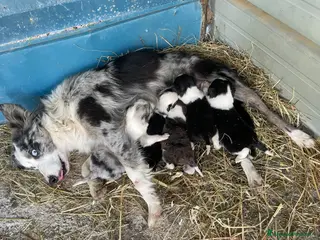 Border Collie cani Cuccioli border collie - Annuncio 2