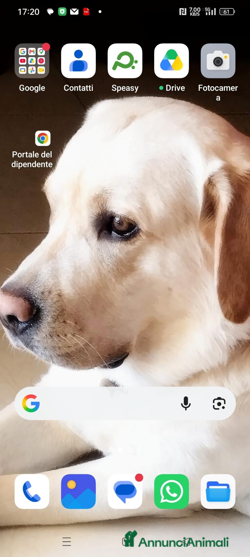 Labrador cani Cerco fidanzata  - Annuncio 3