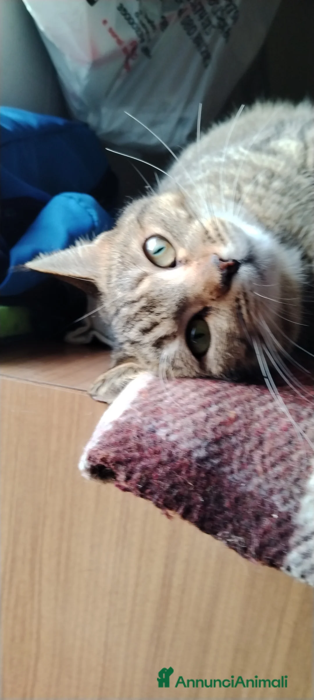 Europeo gatti in regalo: Adottate Virginia, elemosina coccole a Città metropolitana di Milano - Annuncio 13