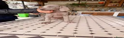 Weimaraner cani in vendita: Vendita cuccioli  Weimaraner  - Annuncio 18