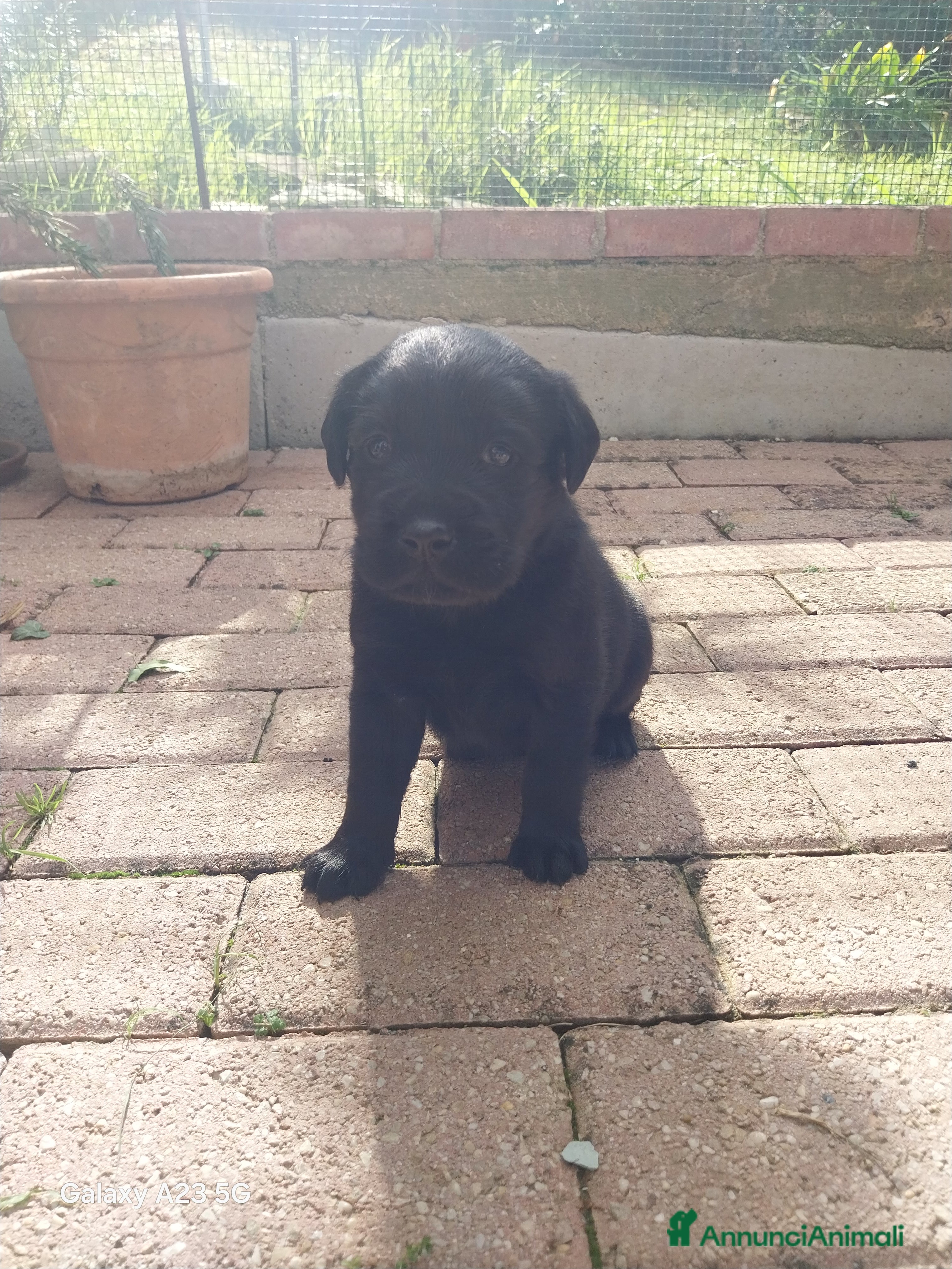 Labrador cani Labrador - Annuncio 3