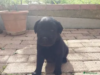 Labrador cani Labrador - Annuncio 3