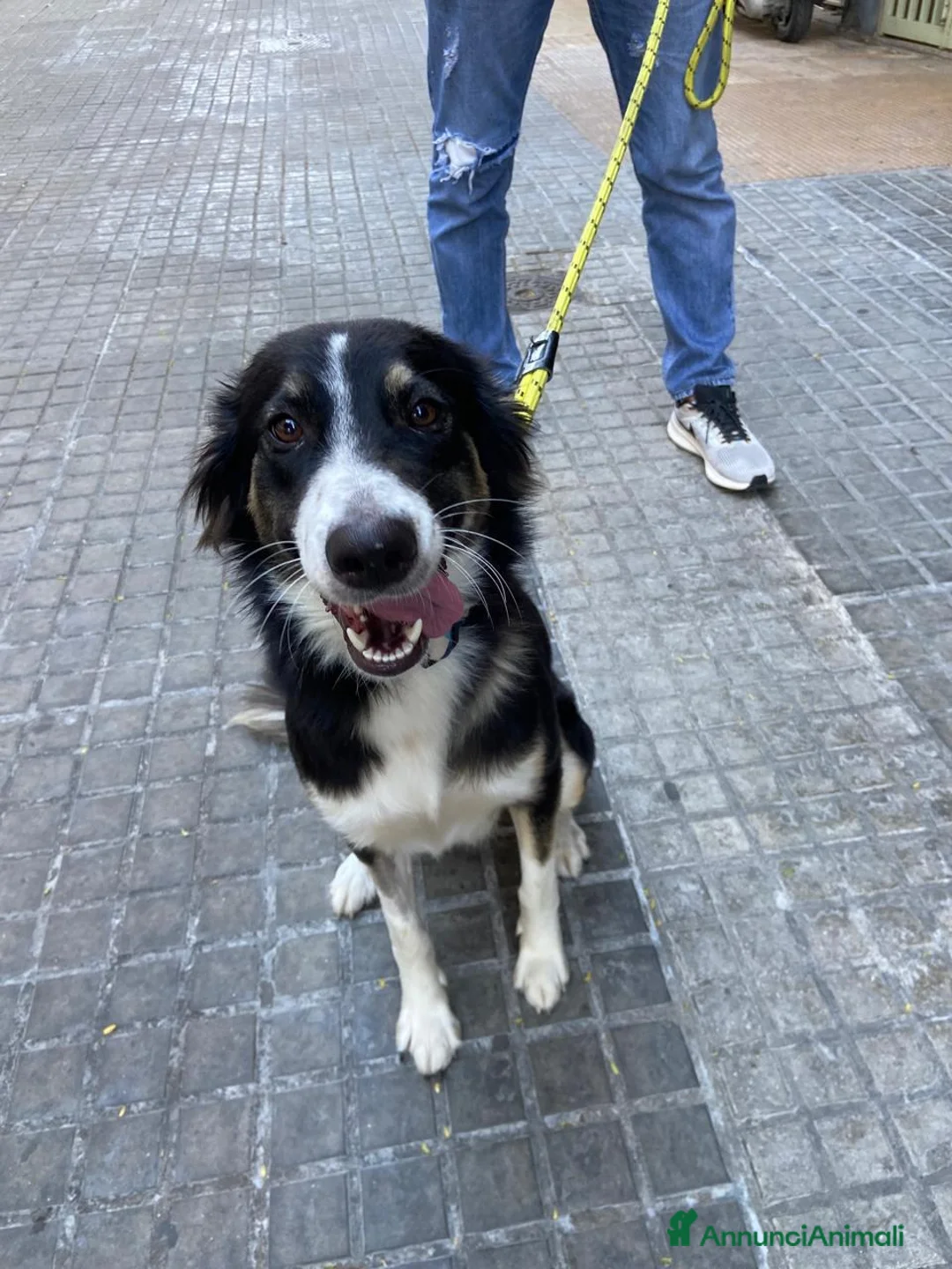 Border Collie cani in regalo: Splendida Border Collie - MILA - Annuncio 4