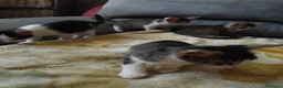 Meticcio gatti in regalo: Gattini di due mesi in regalo - Annuncio 7