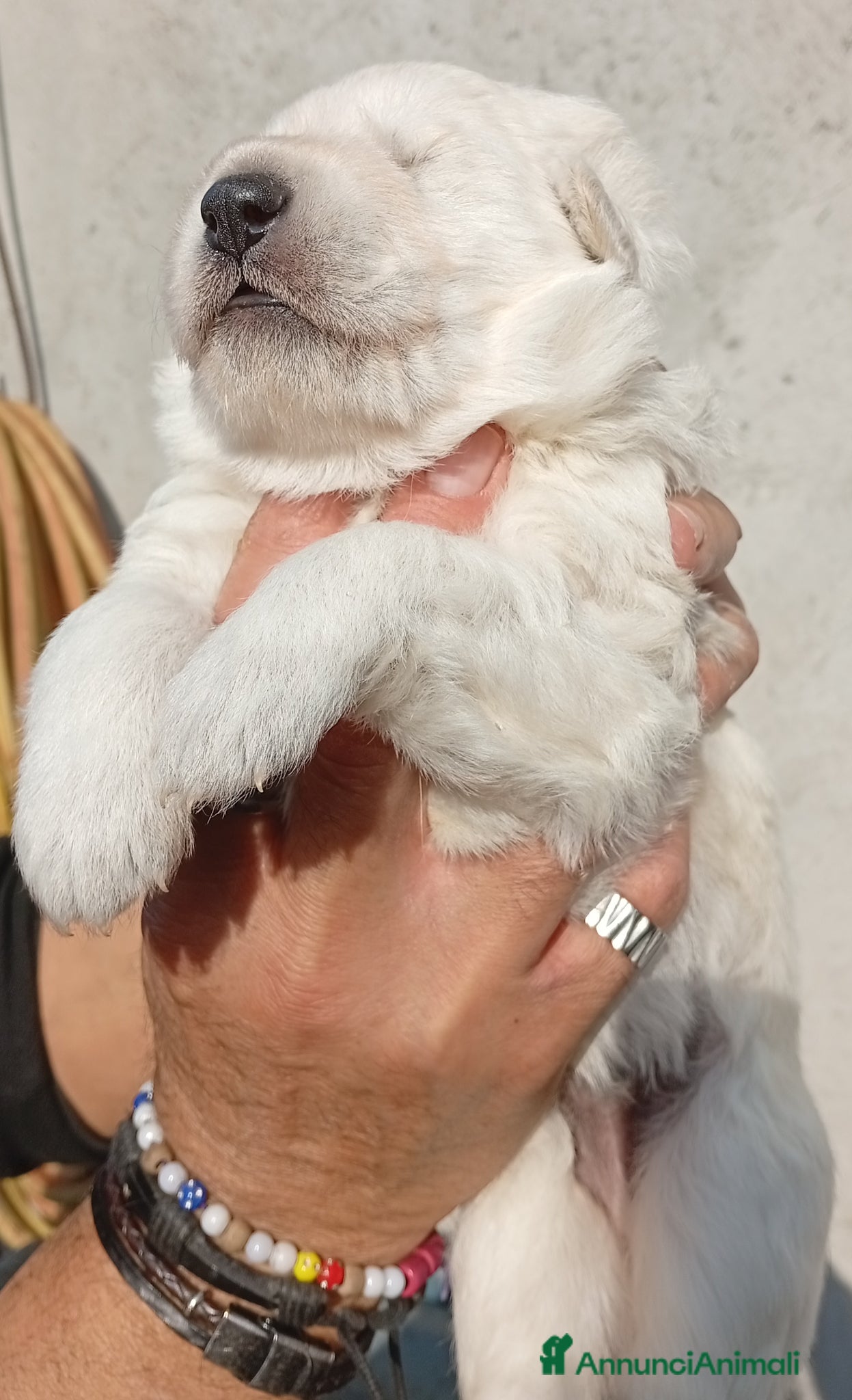Pastore Svizzero cani Cuccioli disponibili  - Annuncio 5