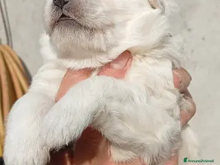 Pastore Svizzero cani Cuccioli disponibili - Annuncio 5