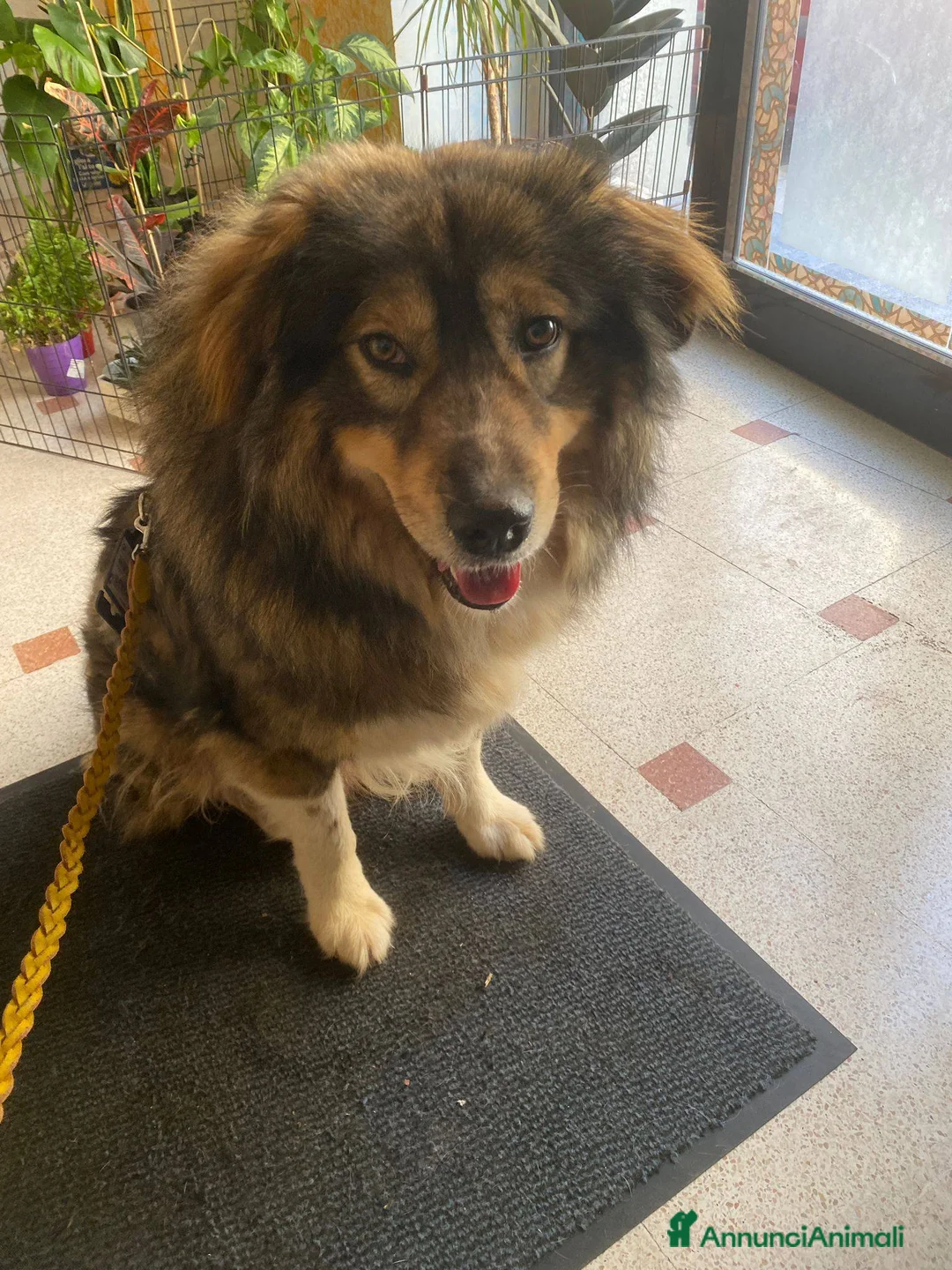 Pastore dei Carpazi cani in regalo: Max, gigante buono - Annuncio 16
