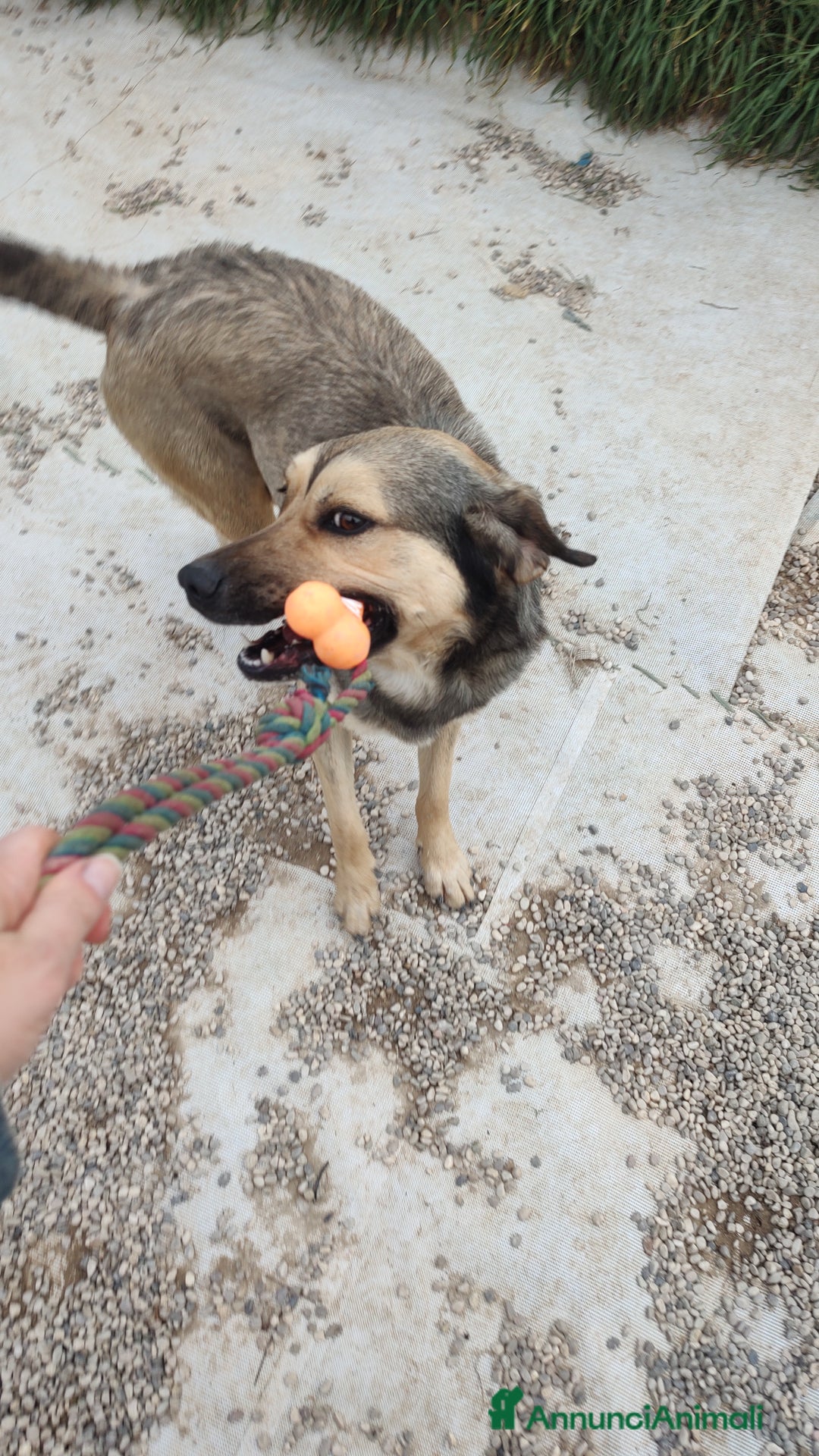 Meticcio cani in regalo: Dylan a Provincia di Treviso - Annuncio 4