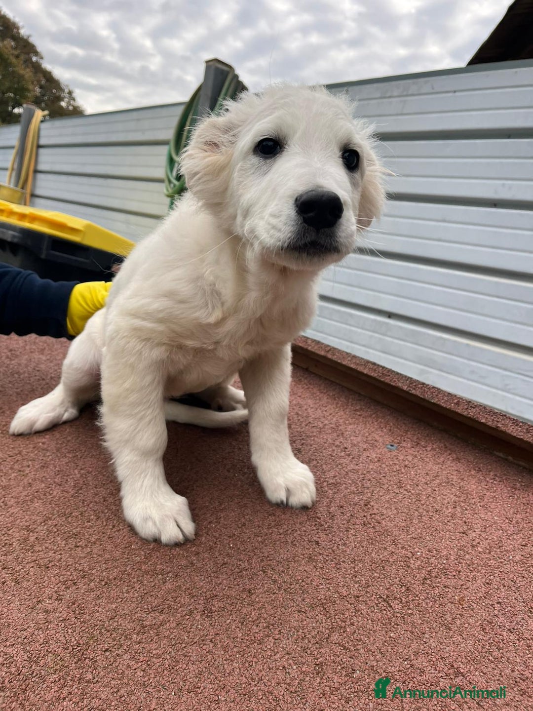 Meticcio cani in regalo: Cucciolo meticcio 3 mesi - Annuncio 3